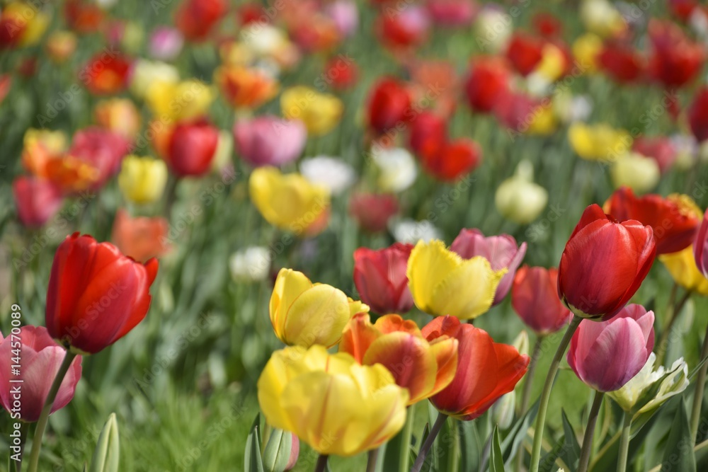 Fototapeta premium Wiese mit bunten Blumen
