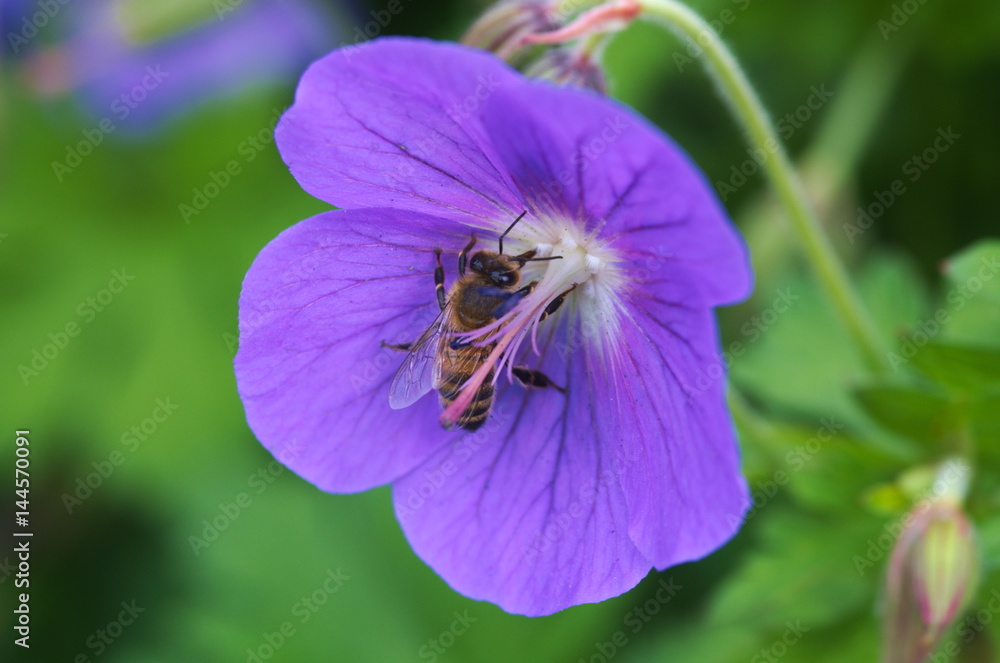 Fototapeta premium Blume mit Biene