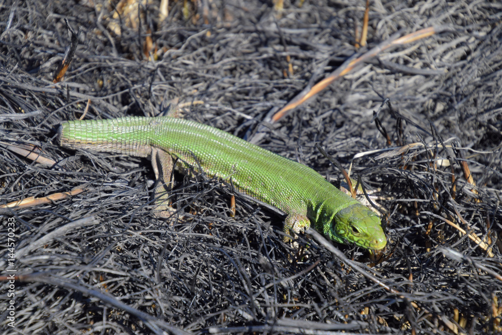 An ordinary quick green lizard. Lizard on the ground amidst ash and ash after a fire. Sand lizard, lacertid lizard An ordinary quick green lizard. Lizard on the ground amidst ash and ash after a fire. Sand lizard, lacertid lizard