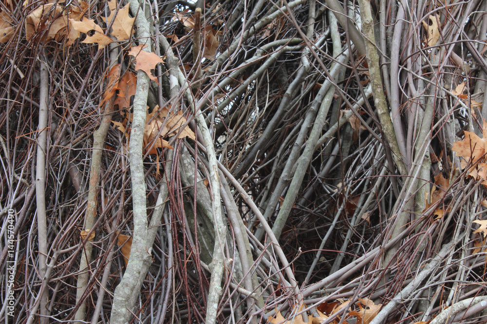 Passage through twisted branches
Passage through twisted branches