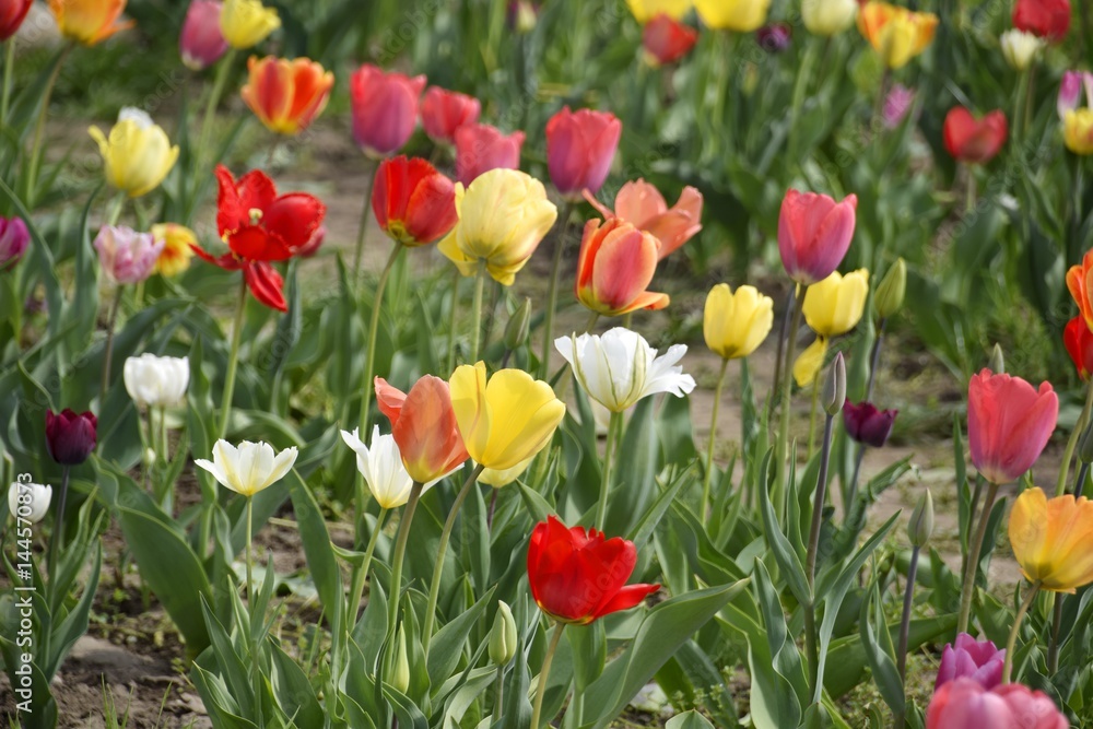 Obraz premium Wiese mit bunten Blumen