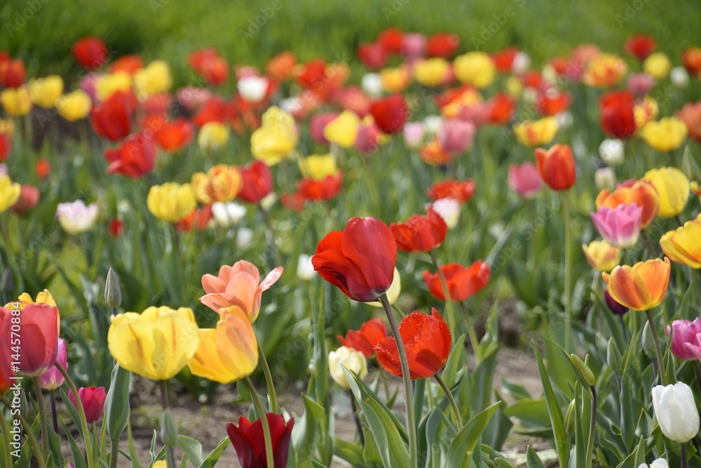 Fototapeta premium Wiese mit bunten Blumen