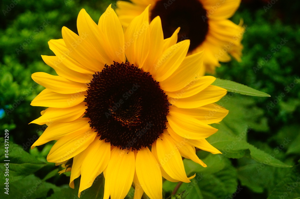 Obraz premium Sunflower