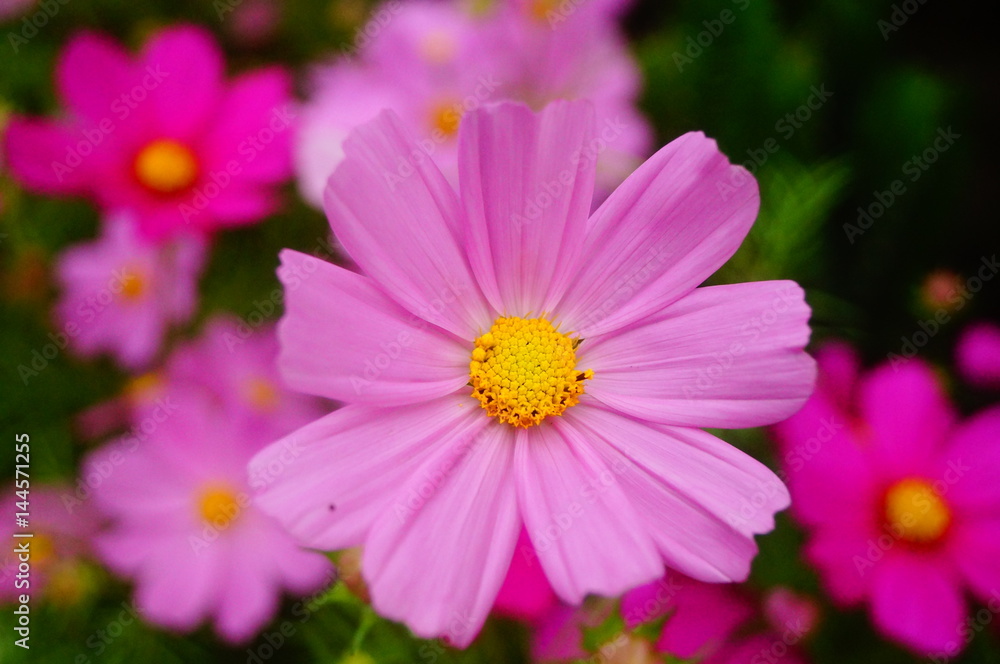 Beautiful flowers