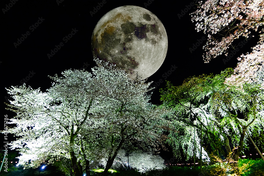 Naklejka premium Nocne kwiaty wiśni oświetlone przez księżyc w pełni
