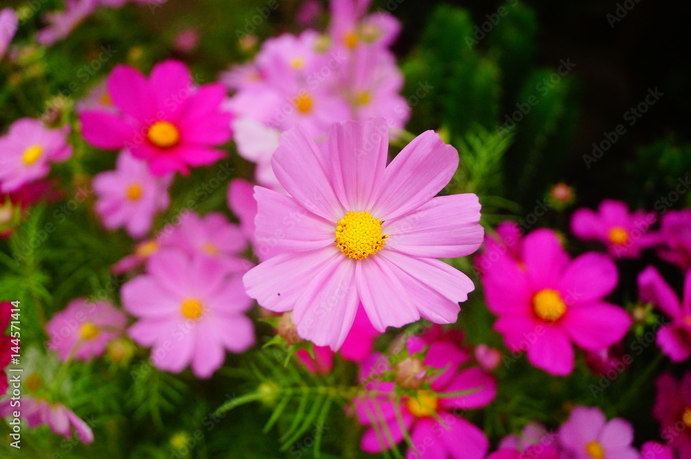 Beautiful flowers Beautiful flowers