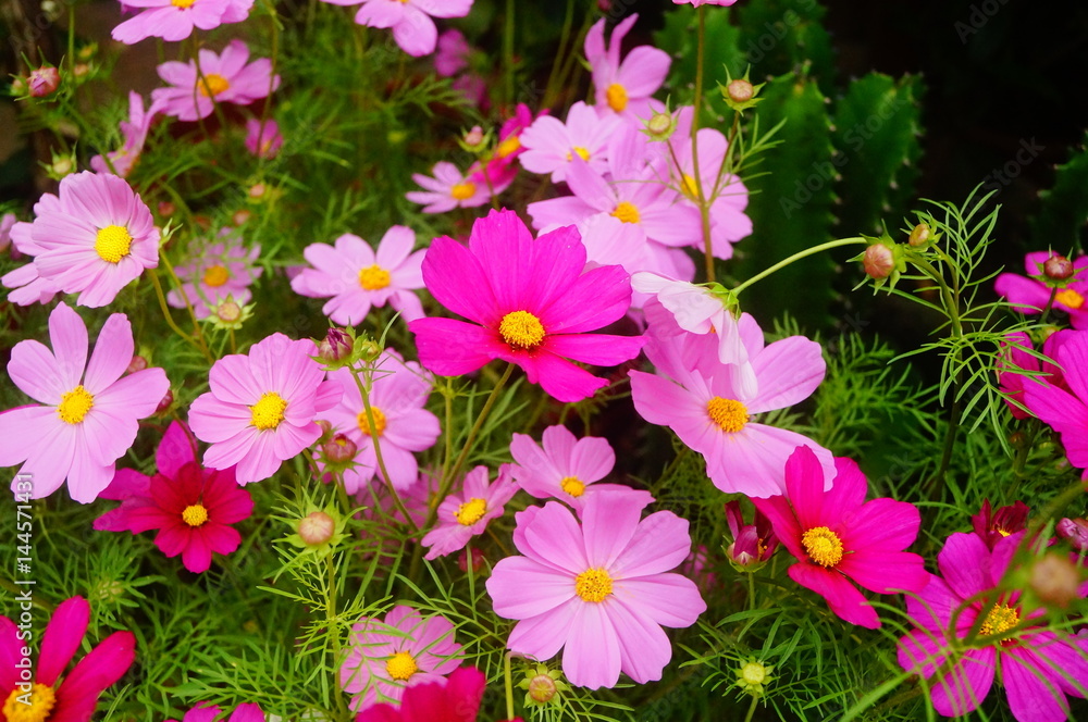 Beautiful flowers Beautiful flowers