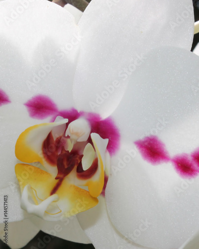 The center of a white orchid in macro