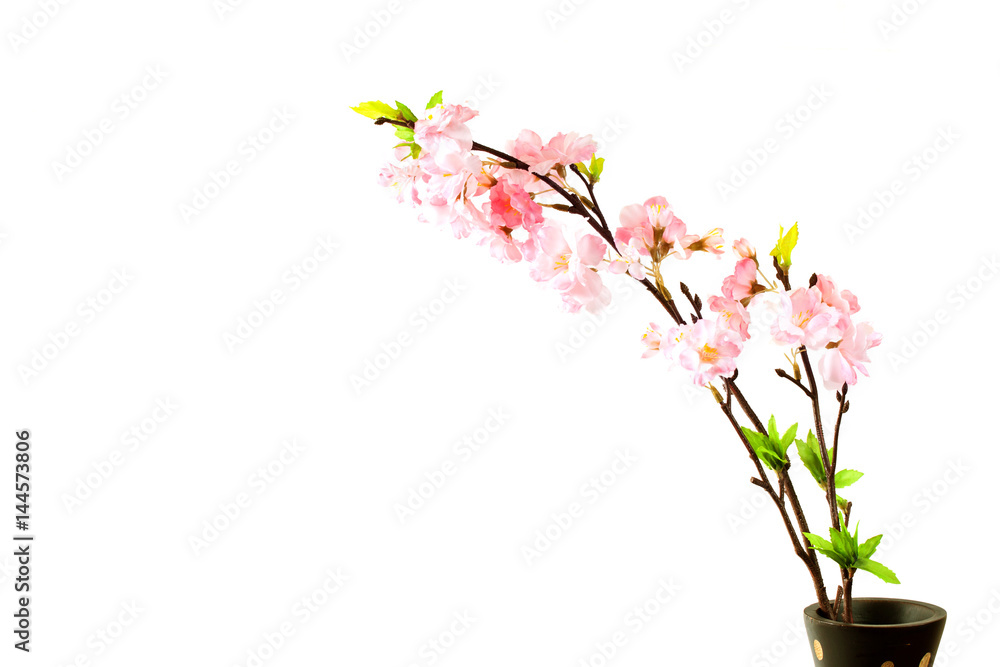 Naklejka premium Sakura