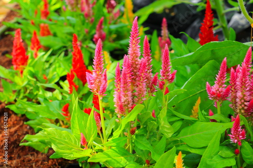 flower  plumed cockscomb pink or Celosia argentea beautiful in the garden