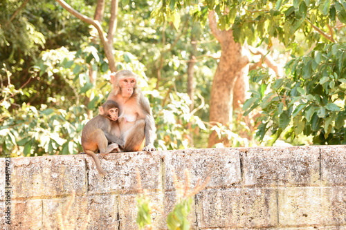 Mother Rhesus macaque monkey feeding baby