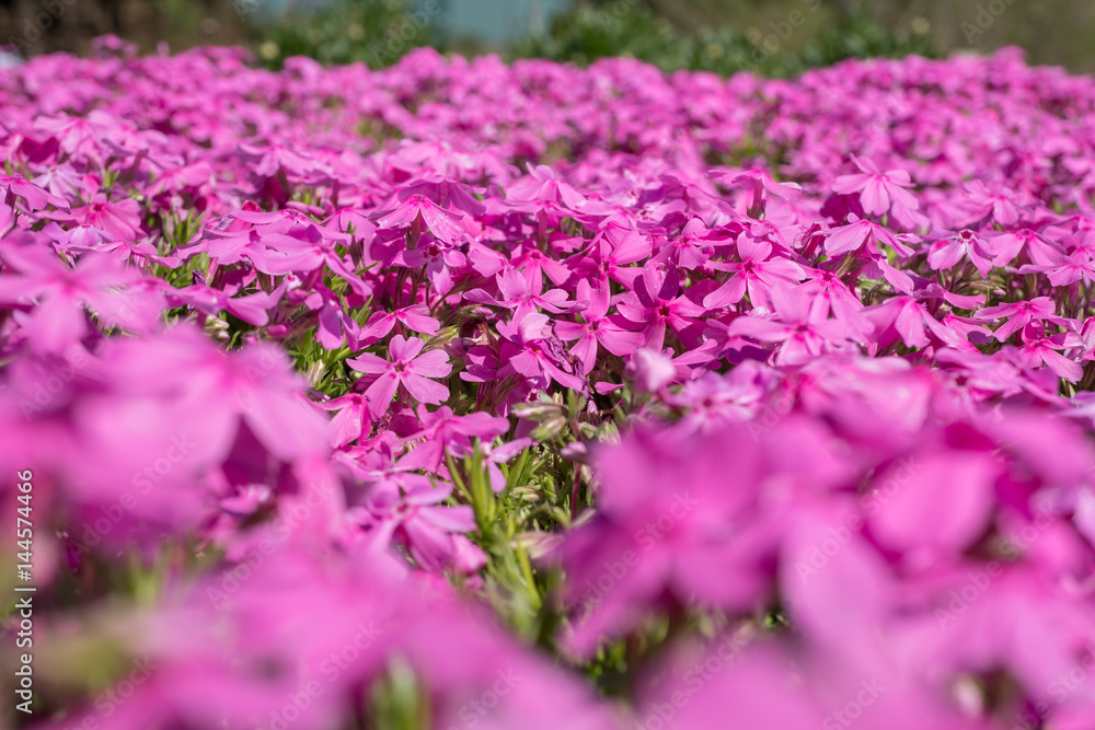 Obraz premium Pink flower bed