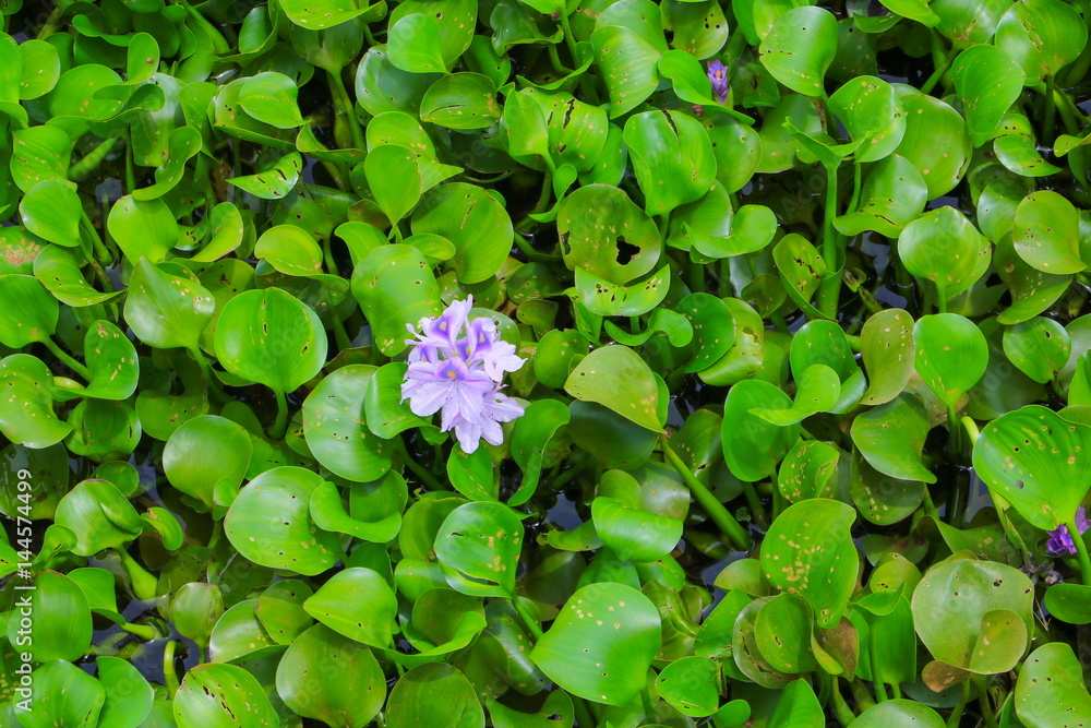 water hyacinth flower in natural beautiful background water hyacinth flower in natural beautiful background