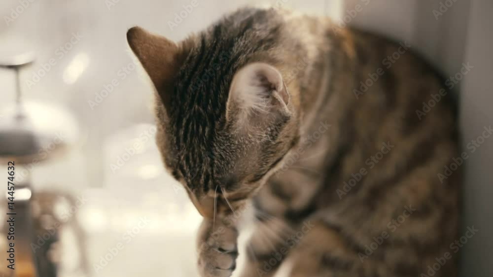 kitten Sitting and licking Her Paw kitten Sitting and licking Her Paw