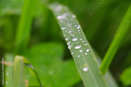 water drop on the green grass beautiful background select focus with shallow depth of field.