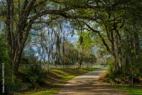 Fotografia entrance rosedown plantation, louisiana