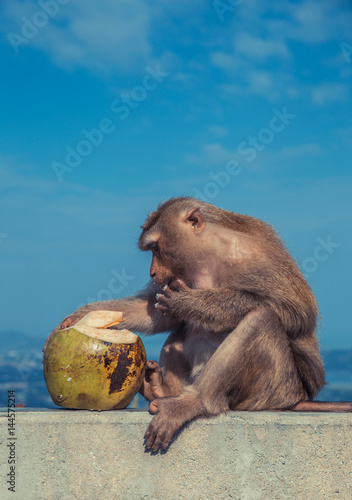 Cute monkey eating coconut. photo