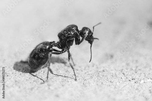 Big black ant, a queen without wings © Евгений Вдовин
