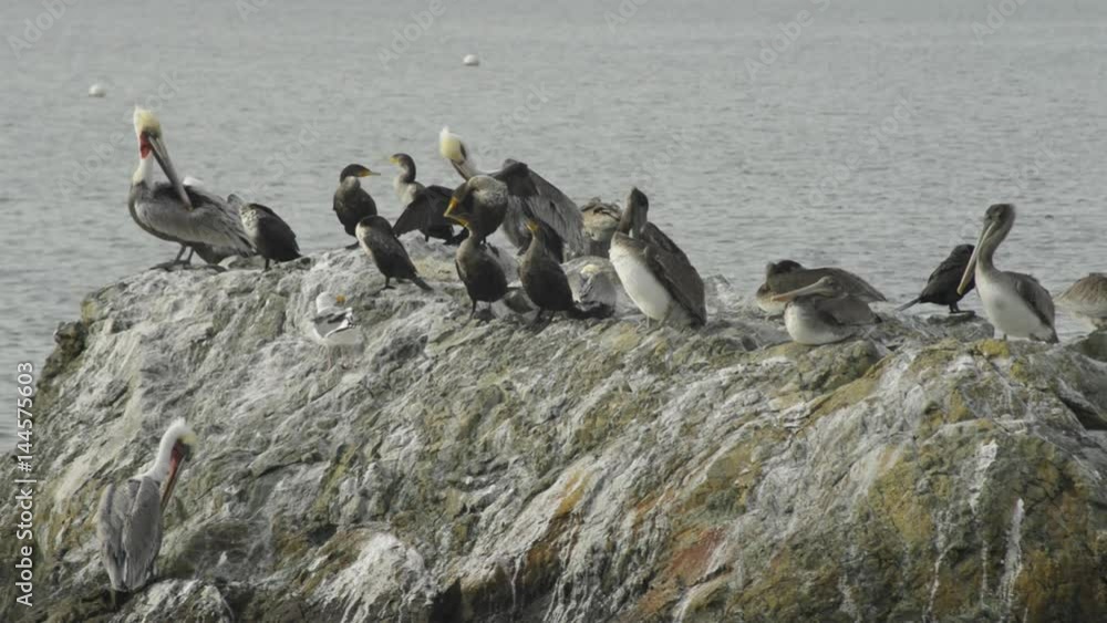 California Brown Pelicans, Cormorants, and seagulls on a rocky surface, water in the background. The birds grooming themselves, resting, plucking at their feathers, preening. California Brown Pelicans, Cormorants, and seagulls on a rocky surface, water in the background. The birds grooming themselves, resting, plucking at their feathers, preening.