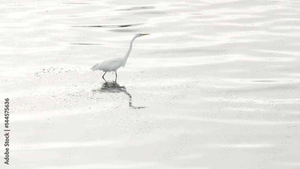 A Great Egret (Ardea alba) walking shallow water, hunting and spearing small fish. A Great Egret (Ardea alba) walking shallow water, hunting and spearing small fish.