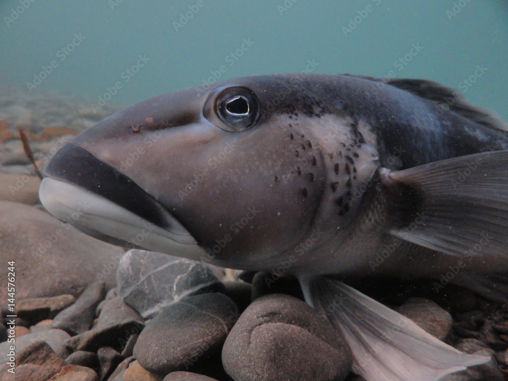 Fototapeta premium Blue cod, Parapercis colias