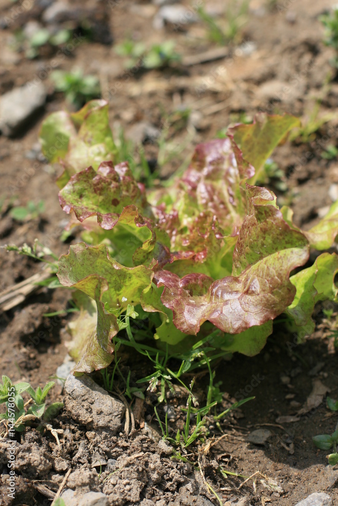 lettuce lettuce
