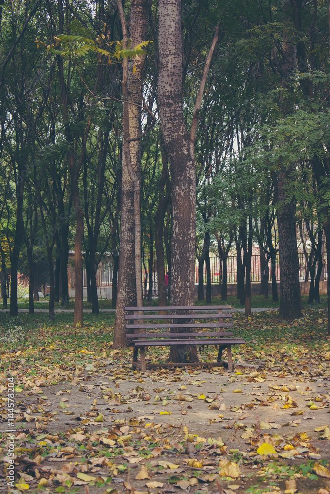 Empty chair in a forest with full of yellow leaves on the ground in autumn Empty chair in a forest with full of yellow leaves on the ground in autumn
