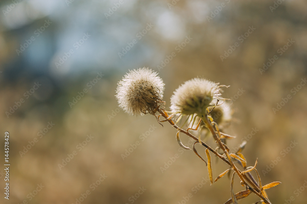 close up of Dandelion flower head on sunset with blurred yellow background at vintage mood close up of Dandelion flower head on sunset with blurred yellow background at vintage mood