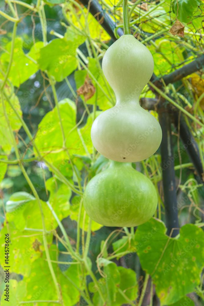 Hanging winter melon in the garden or Wax gourd, Chalkumra in farm