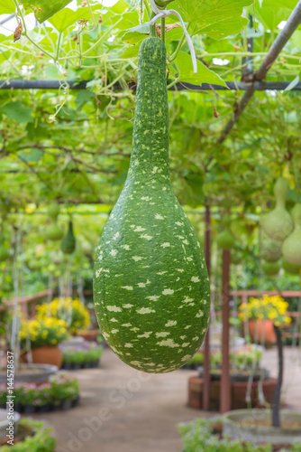 Hanging winter melon in the garden or Wax gourd, Chalkumra in farm photo