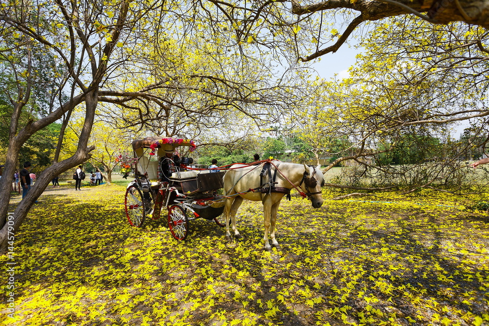 Obraz premium The carriages, horses.
