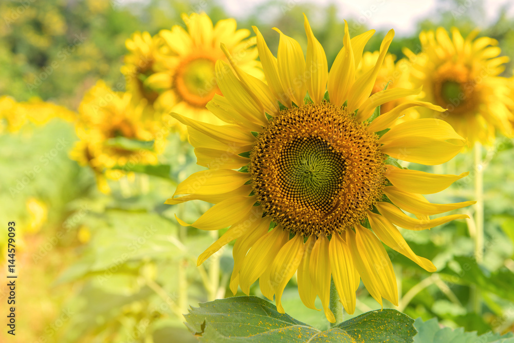 Field of Sunflower blooming in Sunflowers garden