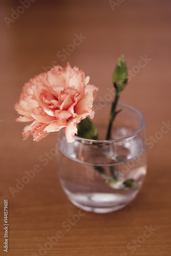 carnation © villorejo