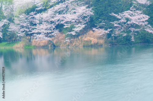 Spring Landscape of White Cherry Blossoms around Pond waters in Japan