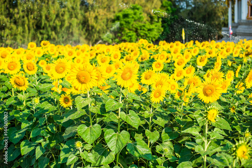 Sunflowers plantation at temple in thailand.