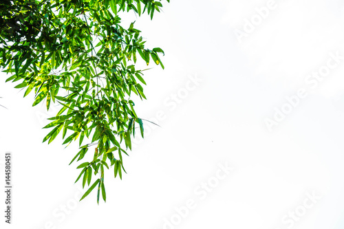 Fototapeta Naklejka Na Ścianę i Meble -  Green bamboo leaves.