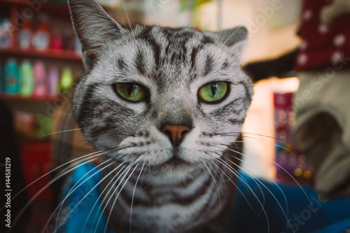 close-up of a beautiful and angry black and white colors cat in a pet shop looking at camera © tung