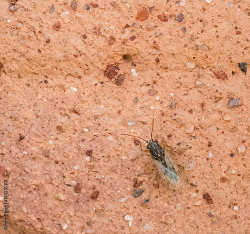 false chinch bug sitting on clay pot texture, macro shot