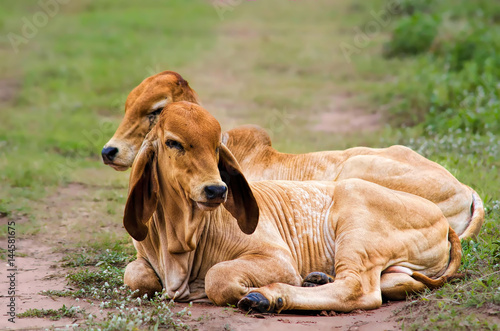 cow Beauty cow little cow little cow half blood    Brahman Red cow brahman