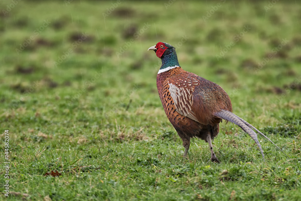 Naklejka premium A male cock pheasant isolated in a green field taken in the rain with rain drops visible