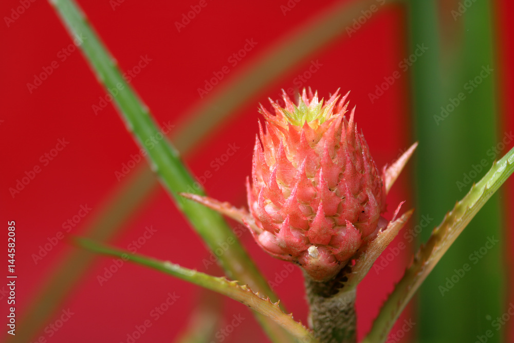 Pink little pineapple in the garden Pink little pineapple in the garden