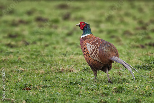 A male cock pheasant isolated in a green field taken in the rain with rain drops visible