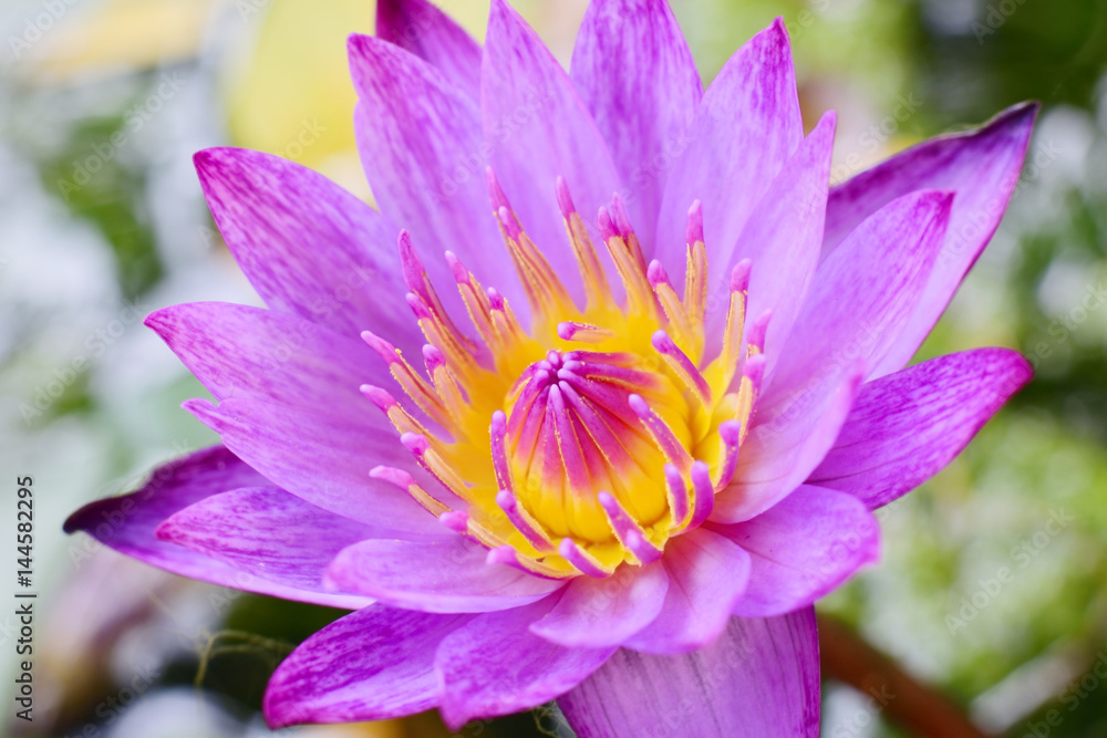 Beautiful purple lotus flower Beautiful purple lotus flower