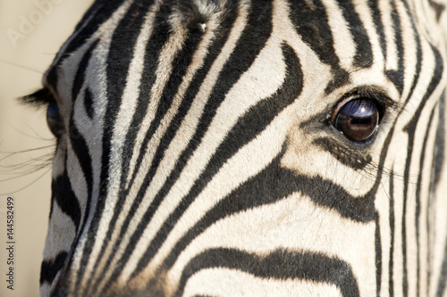 Close up of a zebra.