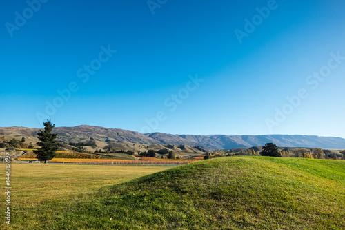 Yellow apple farm