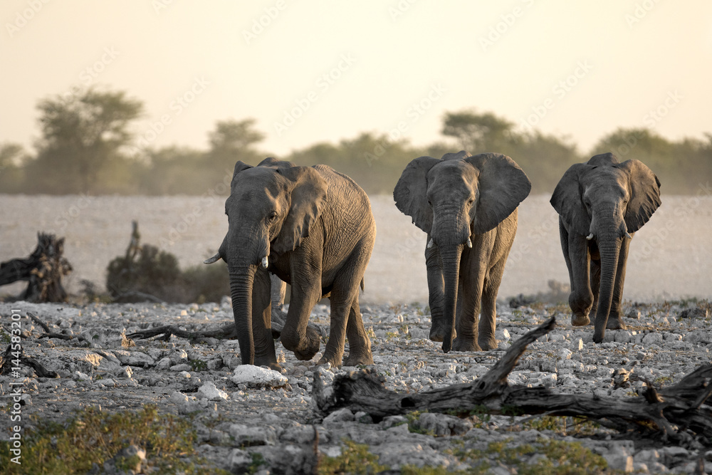 Elephants walking in a row.