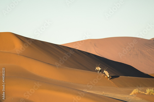 Oryx in sand dunes. photo