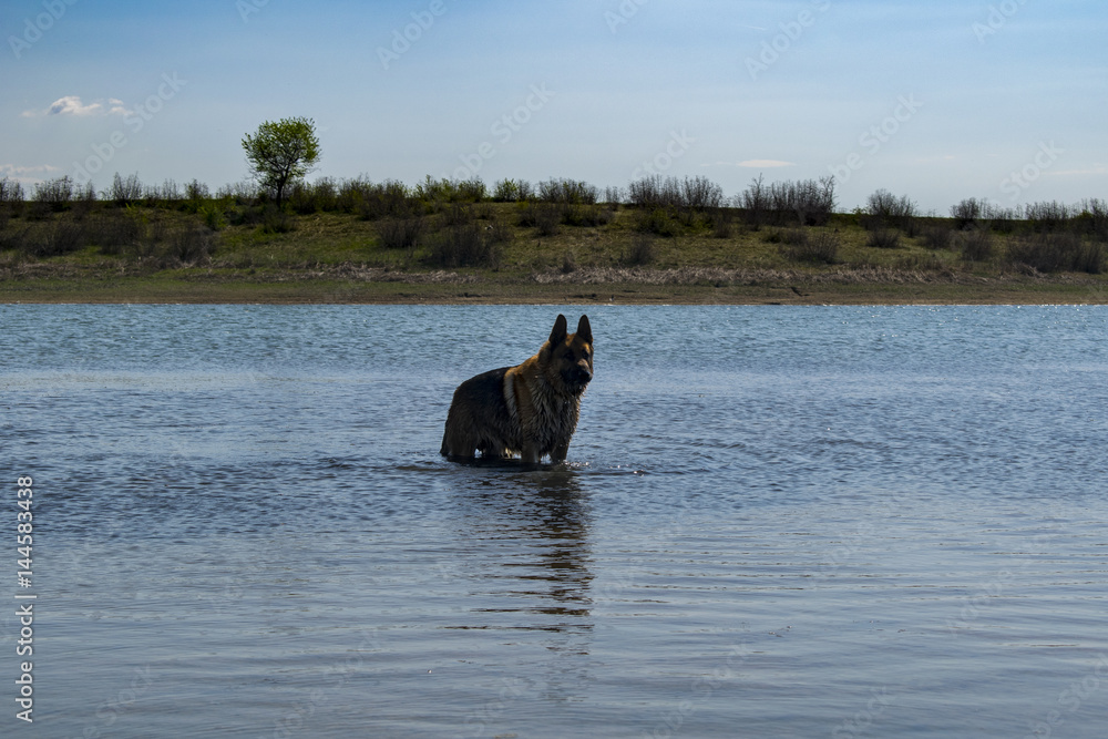 Fototapeta premium German shepherd dog playing in water