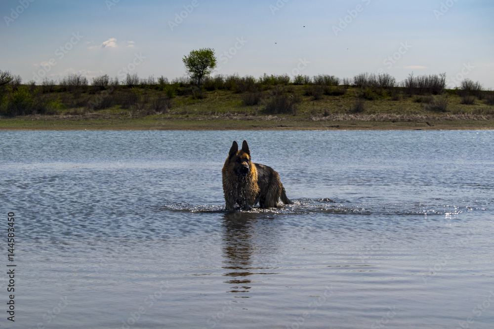 Fototapeta premium German shepherd dog playing in water