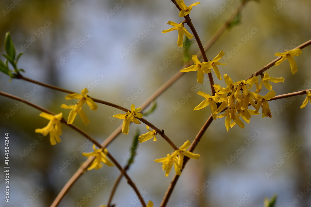 Yellow flowers forsythia European blossomed in the spring Yellow flowers forsythia European blossomed in the spring